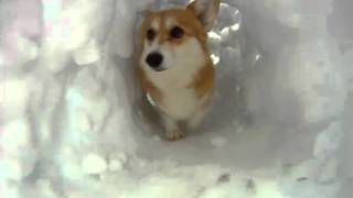 Corgi Snow Tunnel [upl. by Hershell]