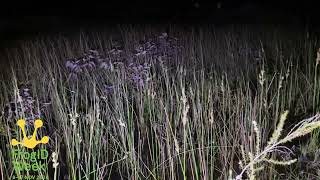 Spotted Marsh Frogs and Pobblebonk Frogs singing beautifully in Sandringham for FrogID Week [upl. by Haff]