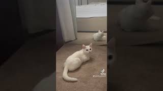 reconditionkella YureniNoshikaOfficial catslover cat cute catcorner catvideos [upl. by Rosetta]