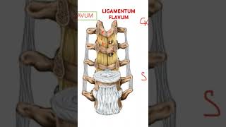 LIGAMENTUM flavum Vertebral column BIOMECHANICS [upl. by Selimah566]