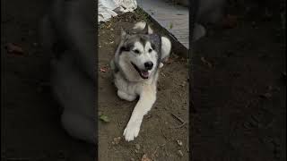 Alaskan Malamutes Calm Before The Storm malamutelovers alaskanmalamutes dogsplayingvideo [upl. by Candless]