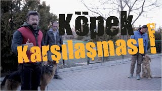 Köpek Karşılaşması [upl. by Anohr581]