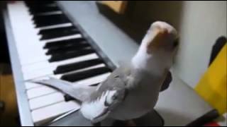 Bird Sings in Synchrony with Piano  Incredible Cute [upl. by Ibrad]