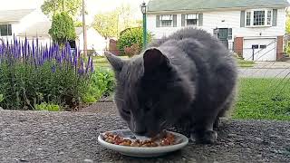 Cat Eating Chicken Paté  Timelapse [upl. by Okeim61]