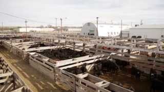 Ogallala Livestock Market [upl. by Durr]