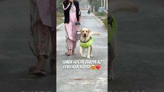 Simba ki Khushi Dekho😍❤️🐾🧿 doglover minivlog dogshorts ytshorts dailyvlog minivlog [upl. by Yhtuv]