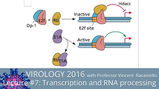 Virology Lectures 2016 7 Transcription and RNA Processing [upl. by Leuqer493]