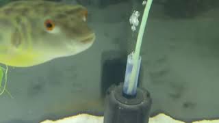 Fahaka Puffer LIVE FEEDING [upl. by Mcguire]