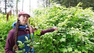 Lets ID goatsbeard Aruncus dioicus [upl. by Thibault]