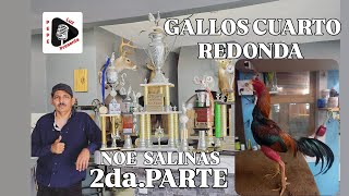 GALLOS CUARTO REDONDA [upl. by Aihsotal]