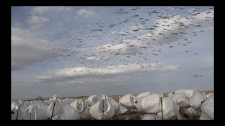 Alberta 2021 Spring Snow Goose Hunting [upl. by Gupta744]