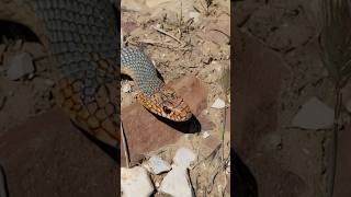 Желтобрюхий Каспийский полоз Caspian whipsnake Dolichophis caspius [upl. by Golding831]