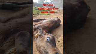 Nervine symptoms in a weak cow [upl. by Virgin]