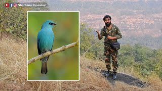 Verditer flycatcher Eumyias thalassinus  by Shantanu Kuveskar [upl. by Elleryt]