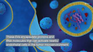 Extracellular vesicles from tumor endothelial cells promote cancer progression [upl. by Sommer365]