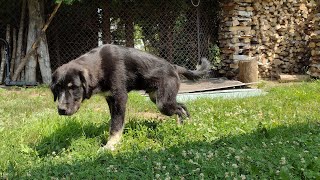 New Livestock guardian dog  LGD training pt1 [upl. by Urbana786]