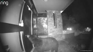 Twin Creek Bear Checking Neighbors Door [upl. by Trixie]