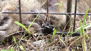 Nicrophorus Burying Beetle Eats a Maggot クロシデムシが蛆虫を捕食 [upl. by Haimehen]