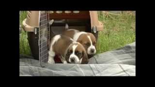 First Time Outdoors 26 Day Old Basset Hound Puppies [upl. by Nesnar]