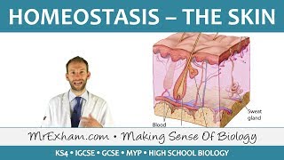 Homeostasis and the Skin  GCSE Biology 91 [upl. by Brose80]