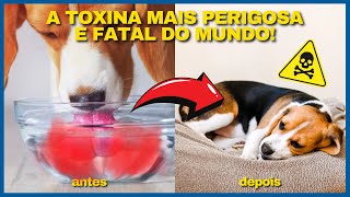 A TOXINA MAIS PERIGOSA E FATAL DO MUNDO DEIXE SEU PET LONGE Saiba Sobre Botulismo em Cães e Gatos [upl. by Hsevahb618]