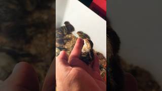 Newborn Northern Bobwhite 🐣 foryou garden animals animallover animales quail birds [upl. by Fox150]