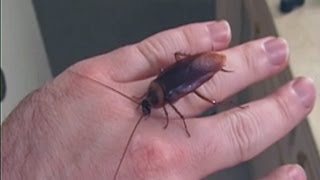 Picking Up Giant Texas Wood Roach By Hand [upl. by Sirad]