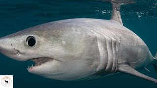 Porbeagle Shark  The Oceans Mysterious Predator [upl. by Aneekal122]