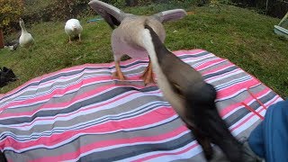 Devoted Pet Goose Defends his Owner from Stranger [upl. by Ainala200]