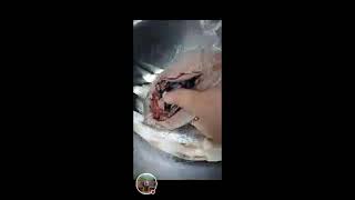 ASMR bangus daing🐟 milkfish [upl. by Wie]