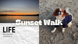 The Cavalier King Charles Spaniel Running At Sunset 🐶🌄 [upl. by Esinwahs]