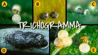 GOODBYE INSECTICIDES  Use Trichogramma [upl. by Tterb777]