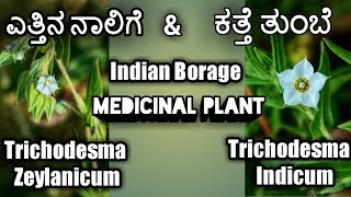 ಎತ್ತಿನ ನಾಲಿಗೆ ಮತ್ತು ಅಥೋಮುಖಿ Trichodesma Zeylanicum amp Trichodesma Indicum Indian Borage [upl. by Whittemore]