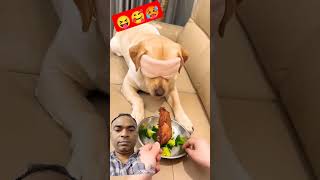 Dog magic 😜😜🐈comedy funny reels ytshots short youtubeshorts [upl. by Ymmat]