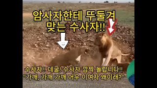 Ep204 암사자한테 뚜둘겨 맞는 수사자 낮잠 자다가 잡혀먹힌 쟈칼 a female lion beats a male lion [upl. by Zoeller615]