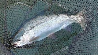 Feather River Steelhead with Pro Guide Kevin Brock [upl. by Blinni]