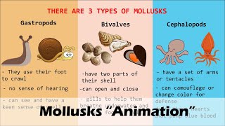 MOLLUSKS Animation [upl. by Tybalt]