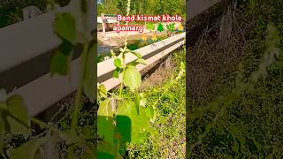 Band kismat khole apamarg ☘️🌲🌿🙏🙏🥰🤩nature plants gardening shorts short youtubeshorts virals [upl. by Netsirc31]