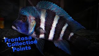 How To Identify Cyphotilapia Frontosa  African Cichlids  Lake Tanganyika [upl. by Hallvard]