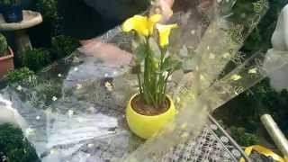 How to Gift Wrap a Plant with Jeannine at Bents Garden amp Home [upl. by Rufena]