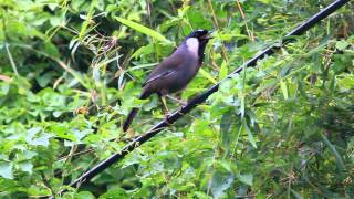 Blackthroated laughing thrush 黑喉噪鶥 [upl. by Notanhoj679]