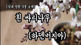 홈가드닝 6흰 싸리나무  하덴버지아Hardenbergia  실내식물 소개 [upl. by Ecirtaed443]