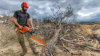 Bucking with chainsaw Husqvarna 572xp amp 562xp  Salvage logging  AXEHOLE LOGGER [upl. by Zeta]