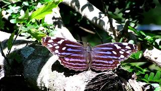 Only in Texas A look at Five Texas Butterflies [upl. by Ardnoyek]