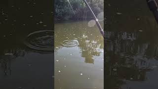 Green Sunfish on a Muddler  Part 2 sunfish flyfishing creekfishing losangeles catchandrelease [upl. by Biddy]