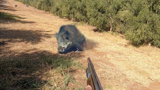 Chasse Sanglier au Maroc Haj Kaddour  Wild Boar Hunting 2024 Partie 17 [upl. by Moreen]