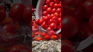 The Only Preservation Method For Excellent Tomatoes You Need🍅tomato preservation villagefood [upl. by Wivinia]