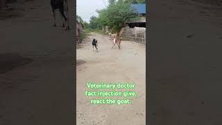 Veterinary doctor give the injection in goatgoat Vs doctorSo entertainment video challenge video [upl. by Ydnelg167]