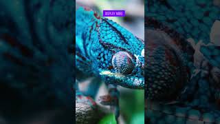 The Secret of Chameleons How Do They Change Their Color [upl. by Drobman]