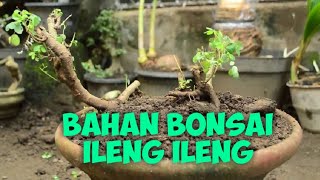 Proses Menanam Bahan Bonsai ileng ileng [upl. by Annerahs]